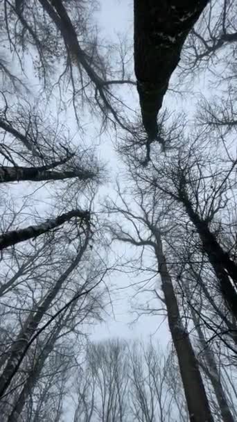 Gloomy Branches Sky Winter Forest — Stock Video