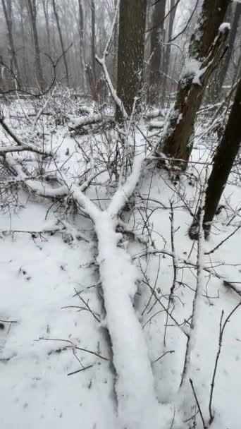 Winter Gloomy Forest Snowy Woods Atmosphere — Stock videók