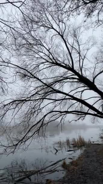Mroczne Gałęzie Zimowym Lesie — Wideo stockowe