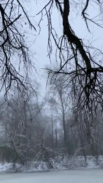 Rzeka Zimowym Mrocznym Lesie — Wideo stockowe