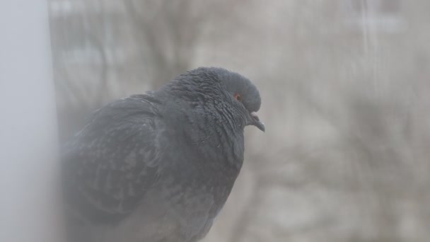 Dove Closeup Portrait Bird Window — Stock Video