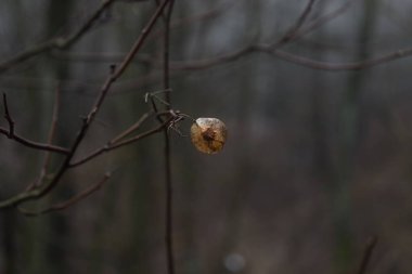 Ormandaki Ptelea trifoliata bitkisi, gofret külü yaprakları 