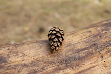 Güneşli bir ormanda çam kozalakları, çam ağaçları, yaz doğası. 