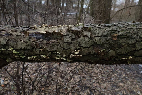 Mantarların büyüdüğü devrilmiş ağaç.