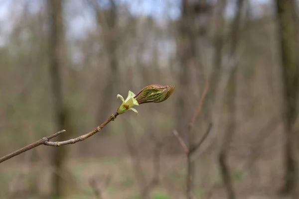 Appearance First Leaves Spring Forest — Stock Photo, Image