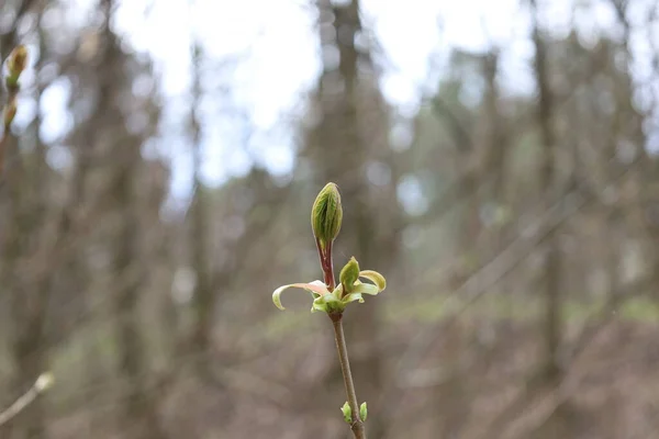 Das Erscheinen Der Ersten Blätter Frühlingswald — Stockfoto