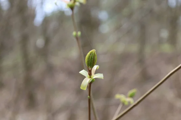 Das Erscheinen Der Ersten Blätter Frühlingswald — Stockfoto