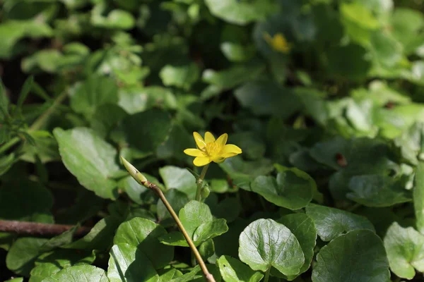 Fiori Celandine Minori Piante Pilewort Nella Foresta Primaverile — Foto Stock