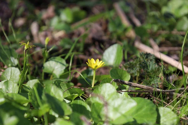 Schöllkraut Blüten Pfeilkraut Pflanze Frühlingswald — Stockfoto