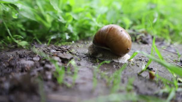 우림의 달팽이 여름비오는 비오는 — 비디오