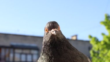 Güvercin portresi, penceredeki kuş, güneşli gün, güvercin güzel portre