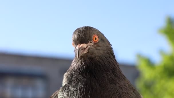 Güvercin Portresi Penceredeki Kuş Güneşli Gün Güvercin Güzel Portre — Stok video