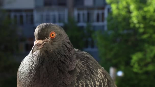 Güvercin Portresi Penceredeki Kuş Güneşli Gün Güvercin Güzel Portre — Stok video