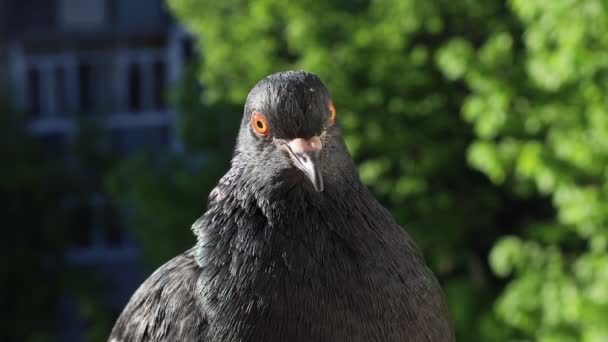 Gołąb Portret Bliska Ptak Oknie Słoneczny Dzień Gołąb Piękny Portret — Wideo stockowe