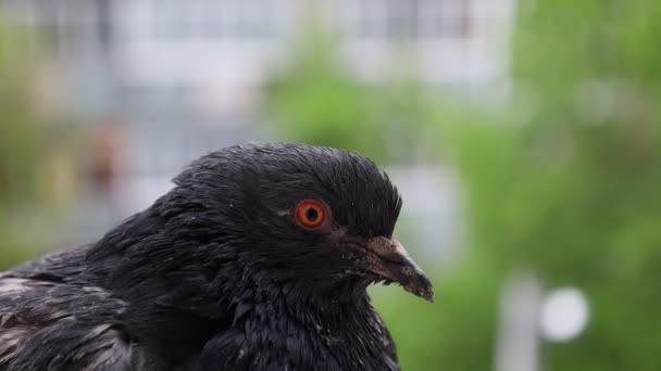 Güvercin Portresi Penceredeki Kuş Yağmurlu Gün Güvercin Portresi Makrodaki Güvercin — Stok video