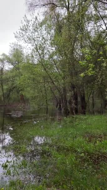 Nehir Kıyısında Yaz Yağmuru Atmosferi Yağmur Damlaları Dikey Olarak Suya — Stok video