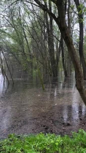 Letni Deszcz Atmosfera Brzegu Rzeki Krople Deszczu Spadają Wody Pionowe — Wideo stockowe