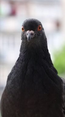 Güvercin portresi, penceredeki kuş, güneşli gün, güvercin portresi, güvercin gözü makro, dikey manzara.