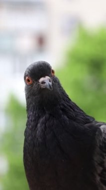 Güvercin portresi, penceredeki kuş, güneşli gün, güvercin portresi, güvercin gözü makro, dikey manzara.