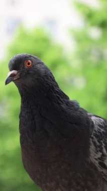 Güvercin portresi, penceredeki kuş, güneşli gün, güvercin portresi, güvercin gözü makro, dikey manzara.
