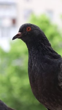 Güvercin portresi, penceredeki kuş, güneşli gün, güvercin portresi, güvercin gözü makro, dikey manzara.