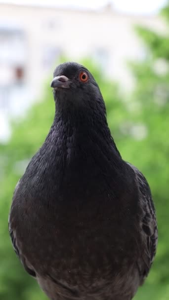 Colombe Gros Plan Portrait Oiseau Sur Fenêtre Journée Ensoleillée Pigeon — Video