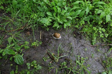Ormanda salyangoz, yağmurlu yeşil orman