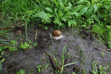 Ormanda Romalı salyangoz, yağmurlu yeşil orman