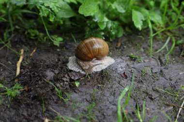 Ormanda Romalı salyangoz, yağmurlu yeşil orman