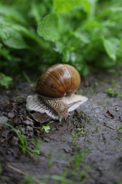 Ormanda Romalı salyangoz, yağmurlu yeşil orman