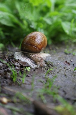 Ormanda Romalı salyangoz, yağmurlu yeşil orman