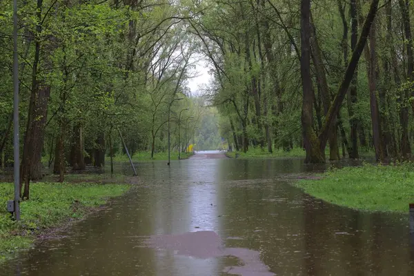 Sel basmış orman, yaz güneşli gün, yağmurlu park atmosferi