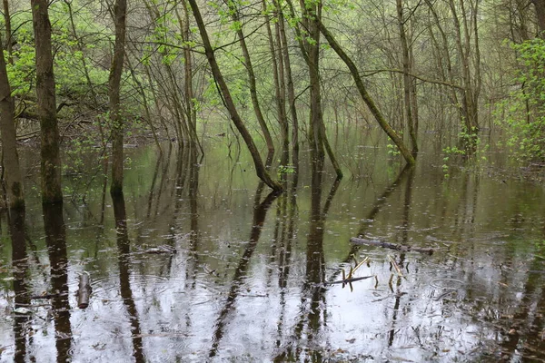 Sel basmış orman, yaz güneşli gün, yağmurlu park atmosferi