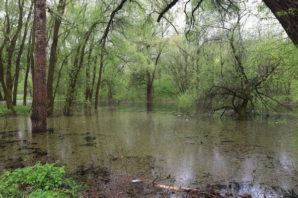 Sel basmış orman, yaz güneşli gün, yağmurlu park atmosferi