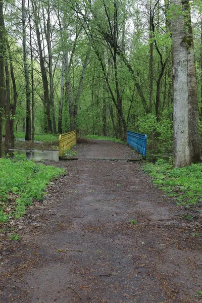 Yaz yağmurlu ormanlarında yol