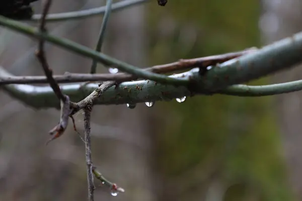 Sonbahar ormanlarında yağmur damlaları, yakın plan, yeşil orman 
