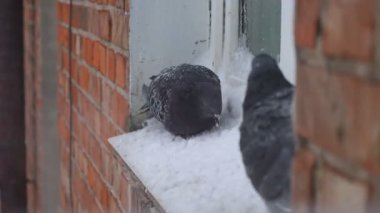 Soğuk bir kış günü penceredeki güvercinler, karları kazan güvercinler, penceredeki kuş, kış günü, güvercin güzel portre, güvercinler ve kar. 