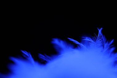 Makro mor tüy, kuş tüyü.