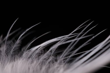 Siyah arkaplanda beyaz doku, kuş tüyü, soğuk ışık