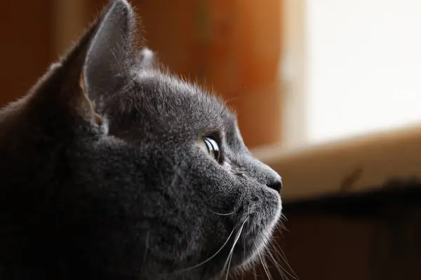 Gri bir kedinin yüzü, makro bir göz fotoğrafı, İngiliz kedi yüzü.