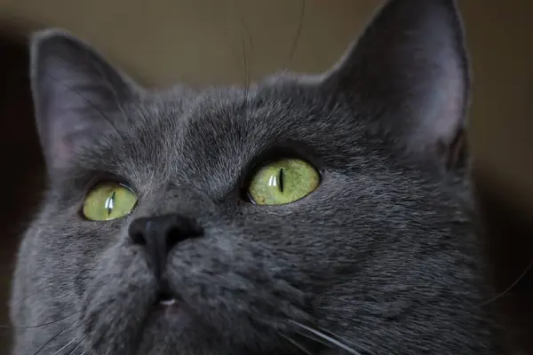 Gri bir kedinin yüzü, makro bir göz fotoğrafı, İngiliz kedi yüzü.