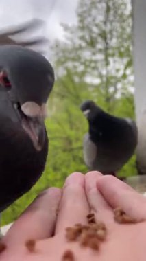 Güvercinler ellerden karabuğday yer, güvercinleri besler, güvercinleri yakalar, iki güvercin