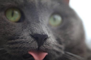 Gri bir kedinin yüzü, makro burun fotoğrafı. 