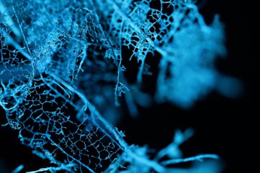 Siyah arka planda kurumuş yaprakların dokusu, tüyler ürpertici doku, korku filmi, ürpertici mavi ışık