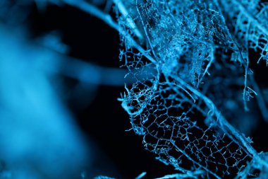 Siyah arka planda kurumuş yaprakların dokusu, tüyler ürpertici doku, korku filmi, ürpertici mavi ışık