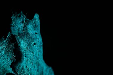 Siyah arka planda kurumuş yaprakların dokusu, ürpertici doğa, ölü yaprak. 