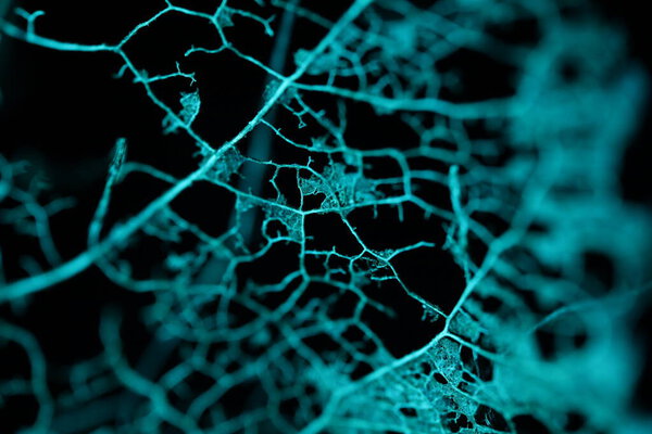 Текстура сушеных листьев на черном фоне, жуткая природа, мертвый лист 