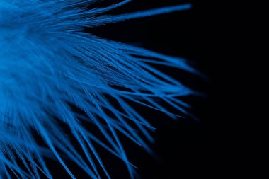 Siyah arkaplanda mavi doku, makroda kuş tüyü