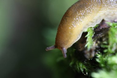 Slug yakın, sümüklü gözler makro, yosun üzerinde sümüklü böcek
