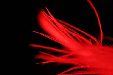 Siyah zemin üzerinde pembe, kırmızı doku soyut, kuş tüyü, makro fotoğraf.